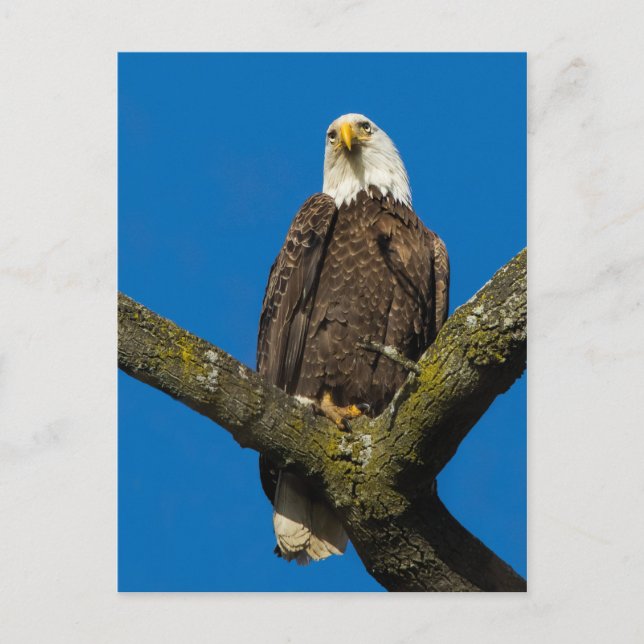 Postal Bald Eagle (Anverso)