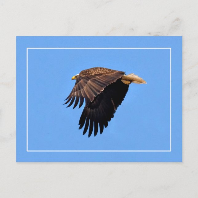 Postal Bald Eagle (Anverso)