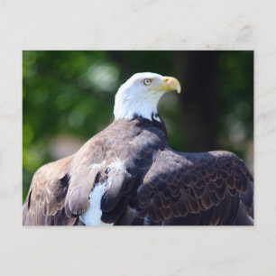 Postal Bald Eagle