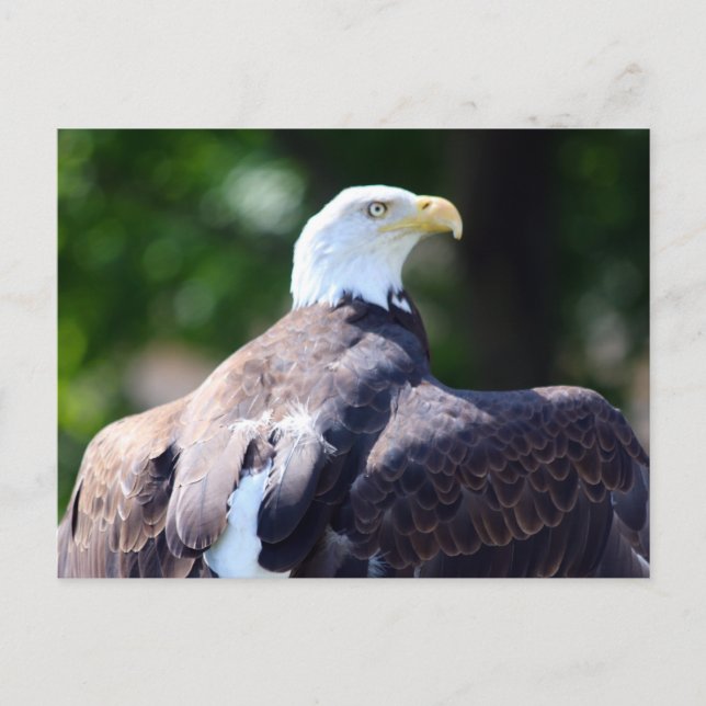 Postal Bald Eagle (Anverso)