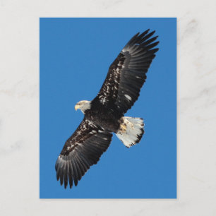 Postal Bald Eagle