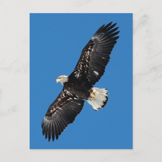 Postal Bald Eagle (Anverso)