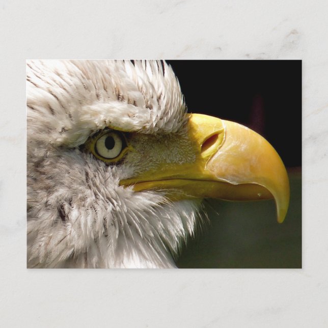 POSTAL BALD EAGLE (Anverso)