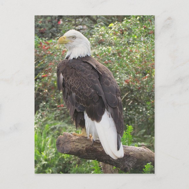 Postal Bald Eagle (Anverso)