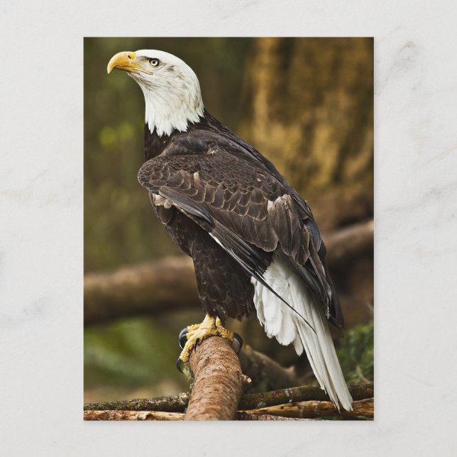 Postal Bald Eagle (Anverso)
