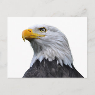 Postal Bald Eagle