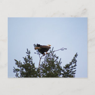 Postal Bald Eagle