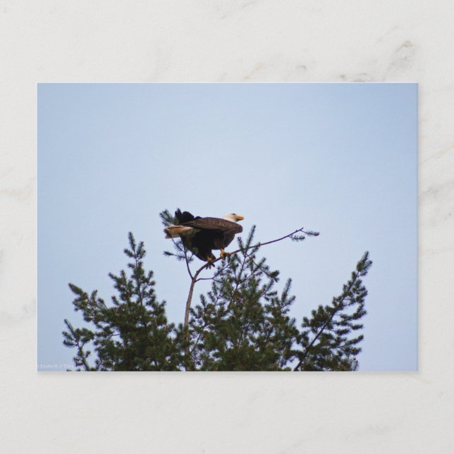 Postal Bald Eagle (Anverso)
