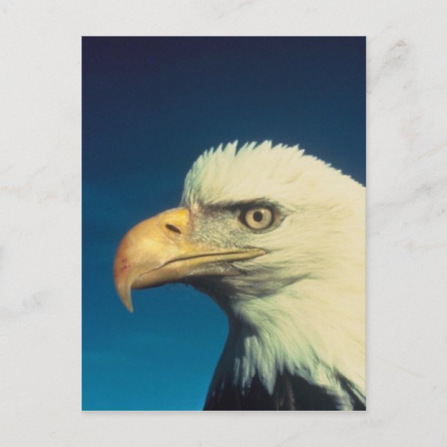 Postal Bald Eagle (Anverso)