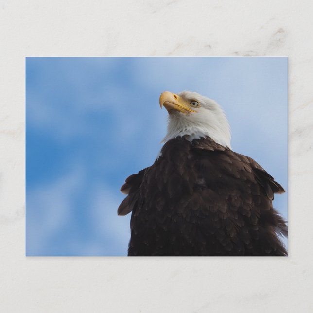 Postal Bald Eagle (Anverso)