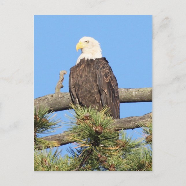 Postal Bald Eagle (Anverso)