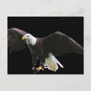 Postal Bald Eagle