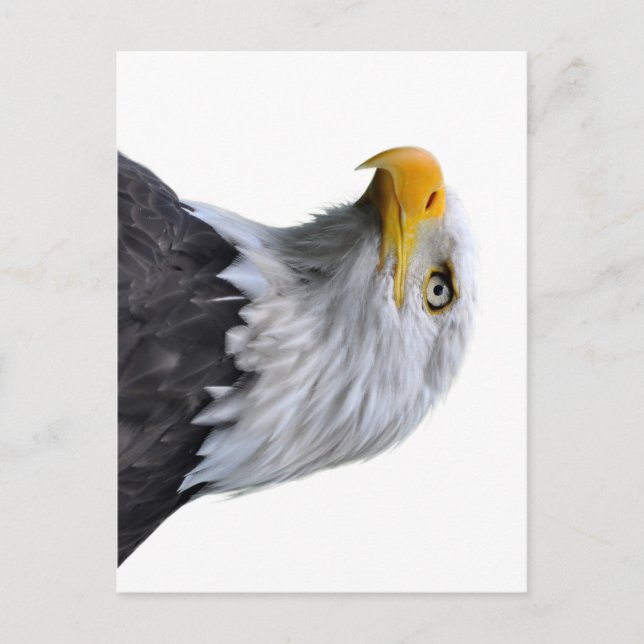 Postal Bald Eagle (Anverso)