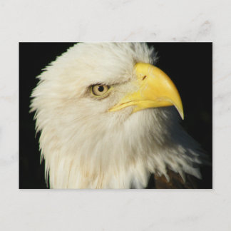 Postal Bald Eagle