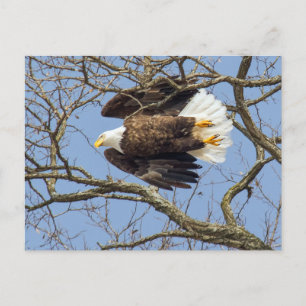 Postal Bald Eagle Flash