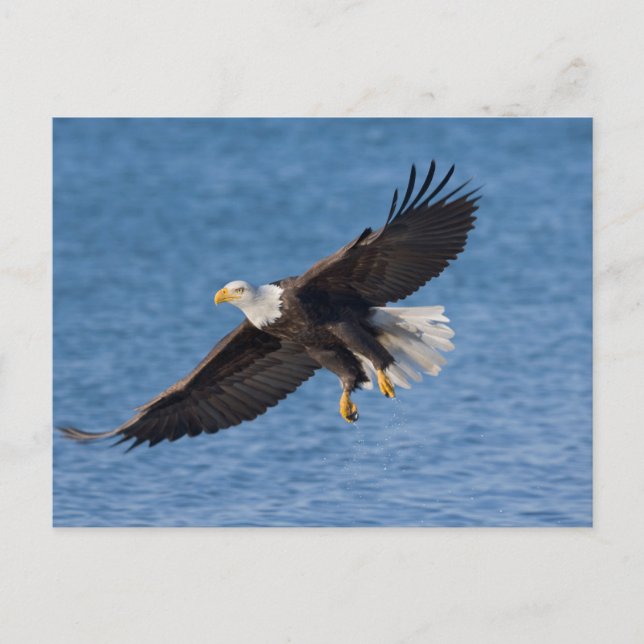 Postal Bald eagle in flight (Anverso)