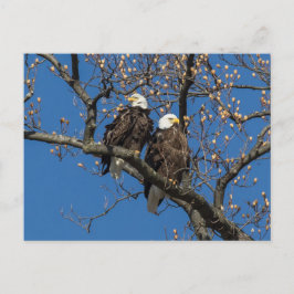 Postal Bald Eagle Pair