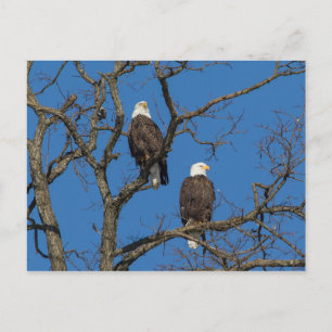Postal Bald Eagle Pair