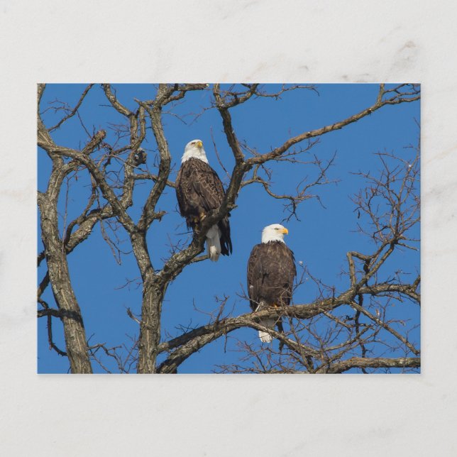 Postal Bald Eagle Pair (Anverso)