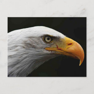 Postal Bald Eagle pccna