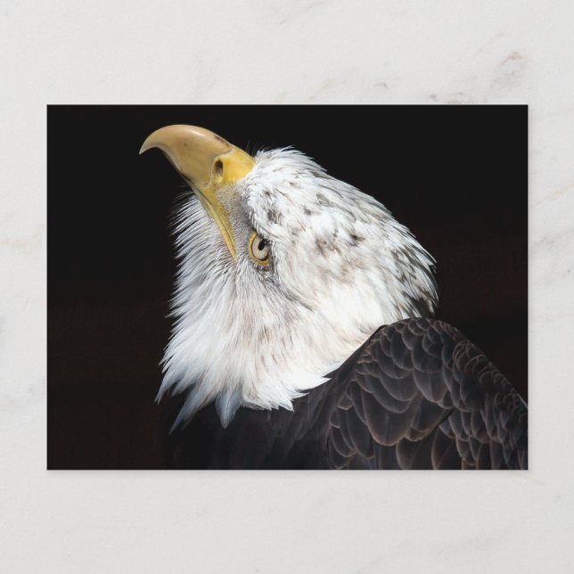 Postal Bald Eagle Portriat (Anverso)
