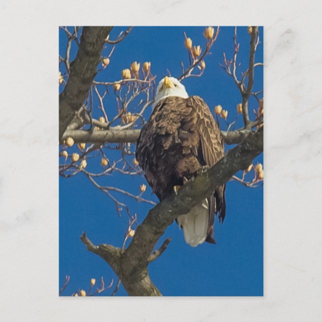 Postal Bald Eagle Staredown (Anverso)