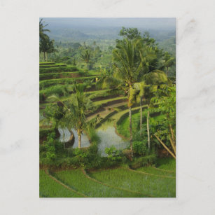 Postal Bali - ricefields y palmas jovenes de la terraza