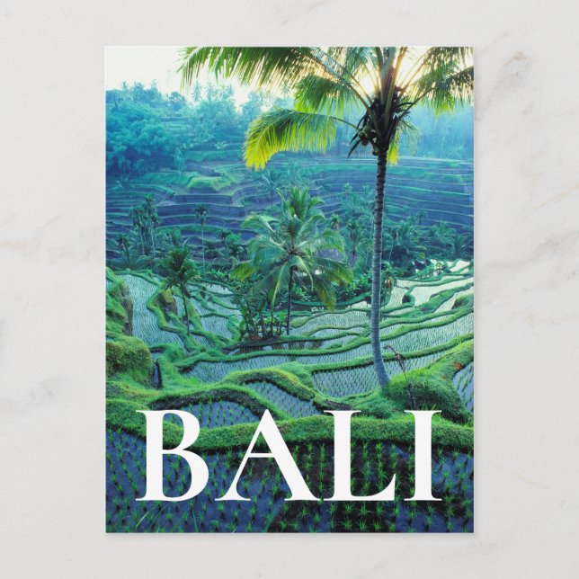 Postal Bali | Visión General De Las Terrazas De Arroz (Anverso)