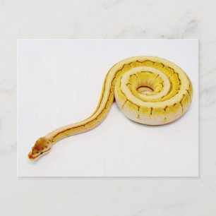 Postal Ball amarillo brillante Python