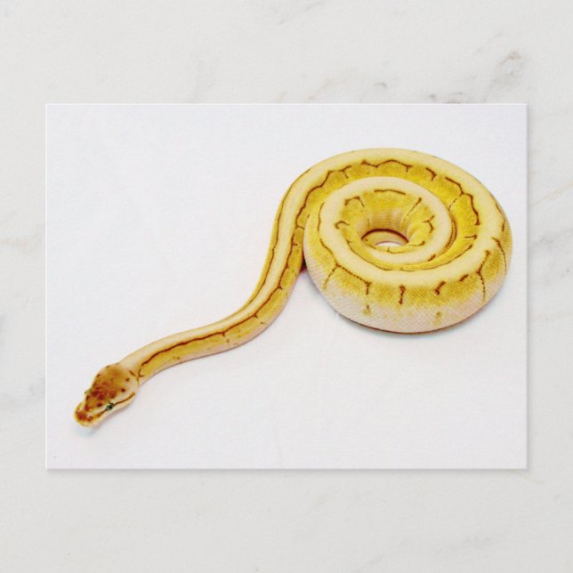 Postal Ball amarillo brillante Python (Anverso)