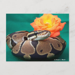 Postal Ball Python, fondo verde, rosa naranja