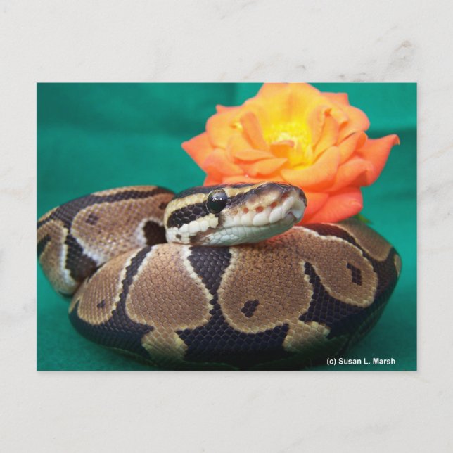 Postal Ball Python, fondo verde, rosa naranja (Anverso)