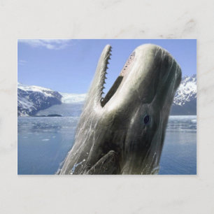 Postal Ballena