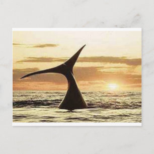 Postal ballena
