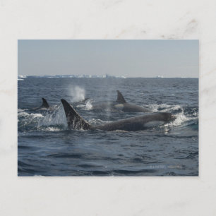 Postal ballena asesina