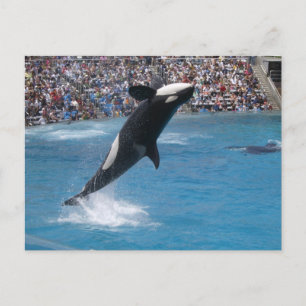 Postal Ballena asesina