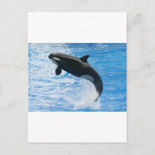 Postal Ballena asesina de Orca