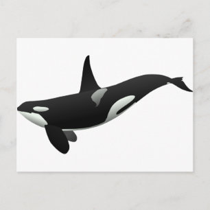 Postal Ballena asesina de orcas blancas y negras