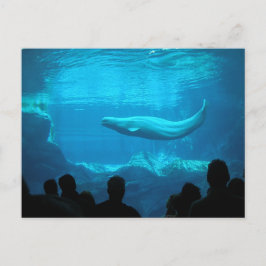 Postal Ballena Beluga