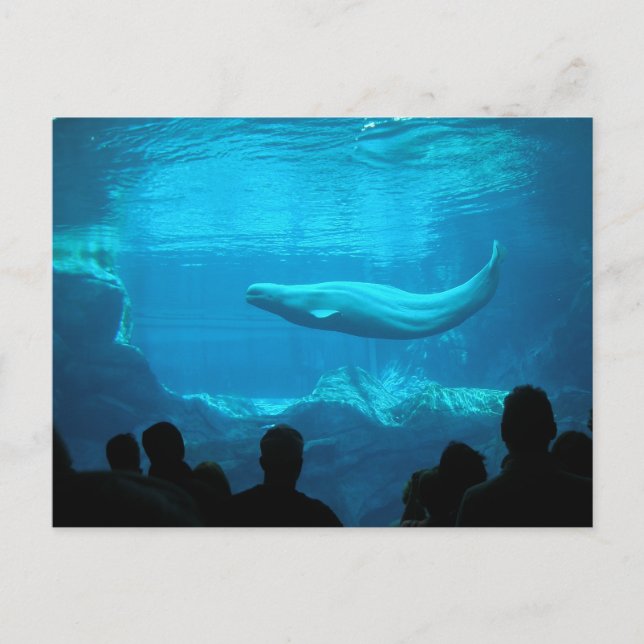 Postal Ballena Beluga (Anverso)