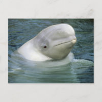 Ballena Beluga, Delphinapterus leucas)