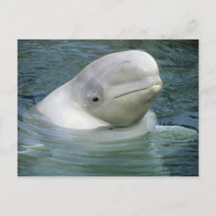 Postal Ballena Beluga, Delphinapterus leucas)