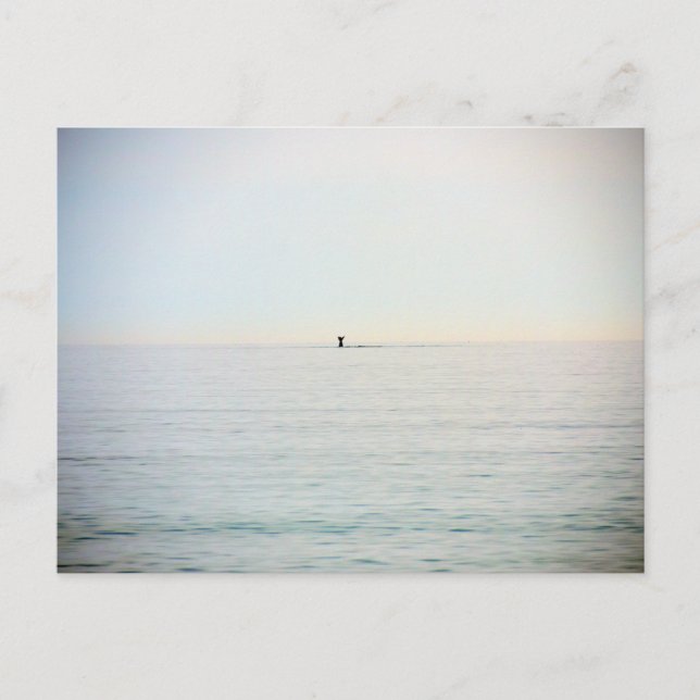 Postal Ballena de buceo (Anverso)