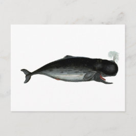 Postal Ballena de Risa de Vintage