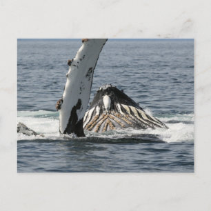 Postal Ballena jorobada