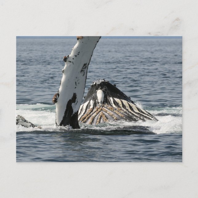 Postal Ballena jorobada (Anverso)