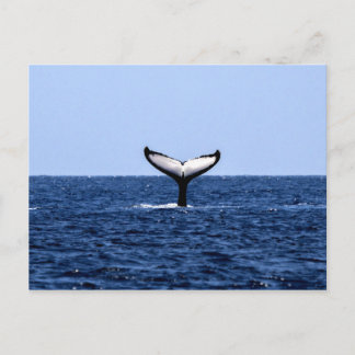 Postal Ballena jorobada en el océano