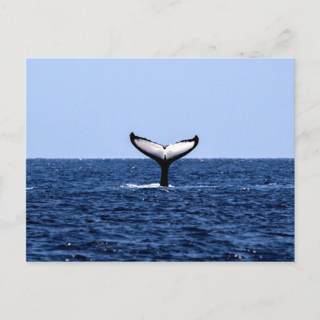 Postal Ballena jorobada en el océano (Anverso)