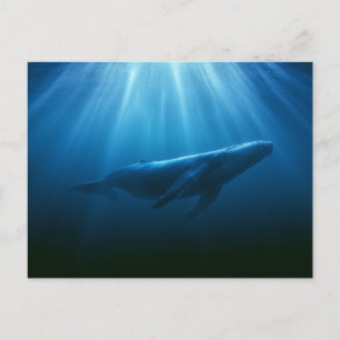 Postal Ballena jorobada submarina