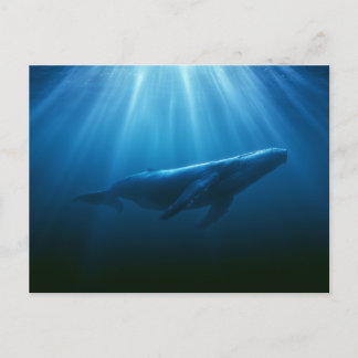 Postal Ballena jorobada submarina